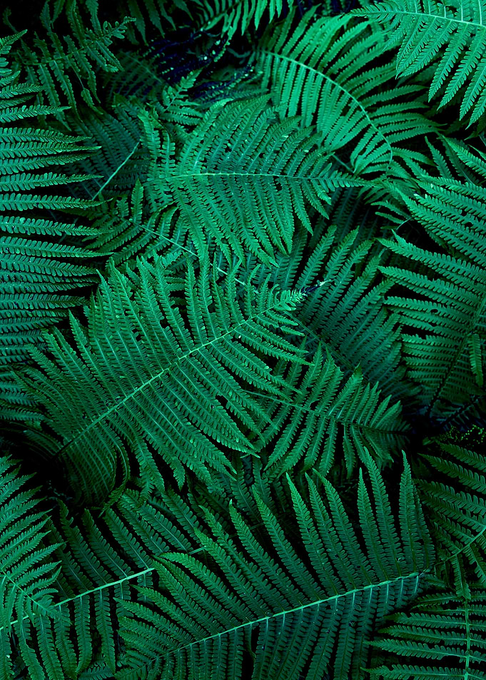 Fern leaves