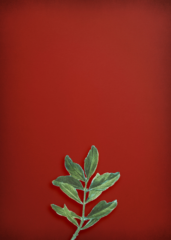 Buxus Colchica Twig on Red