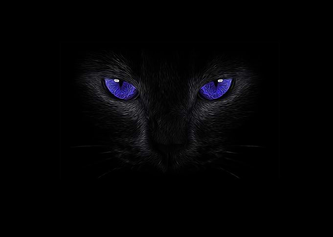 Cats Animals