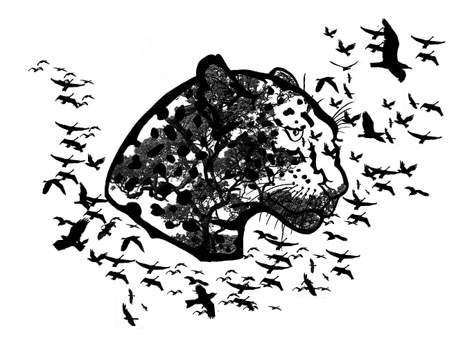 Forest leopard