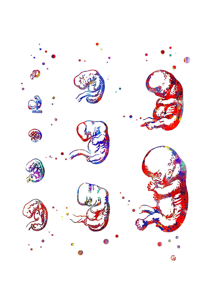 Fetus