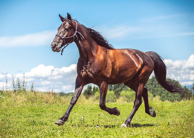 Portrait of a horse