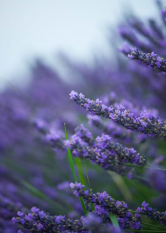 Lavender 2