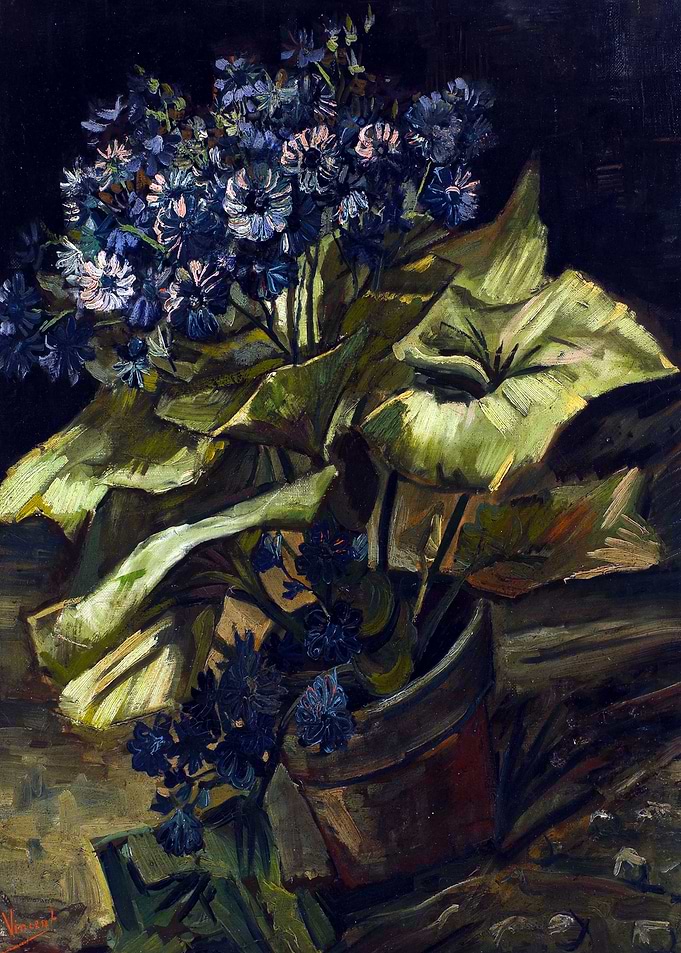 Van Gogh Cineraria