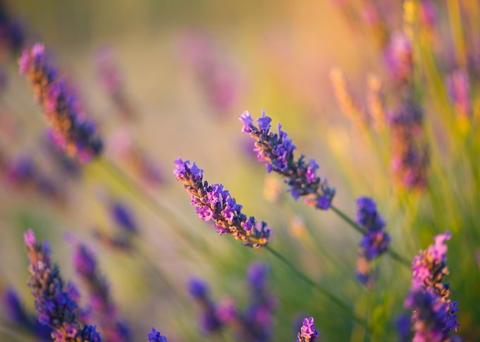 Lavender 10