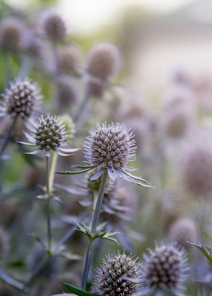 Dreamy wildflowers
