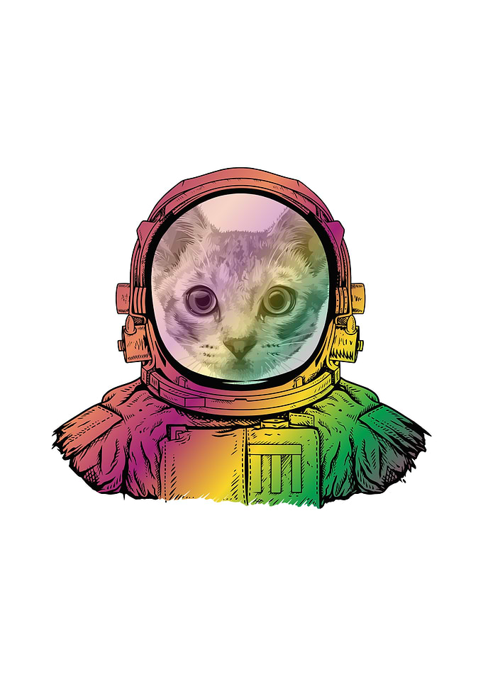 Cat in a Helmet