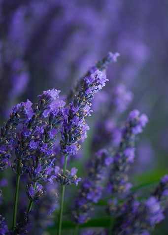 Lavender 1