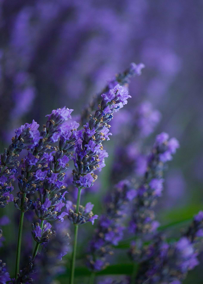 Lavender 1