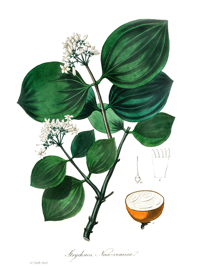 Poison nu Strychnos