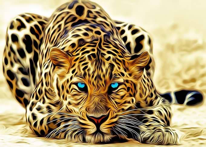 Blue Eyed Leopard