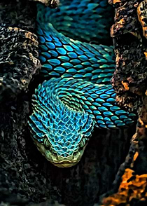 Bush Vipers Snake