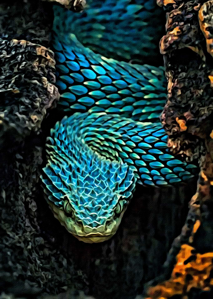Bush Vipers Snake