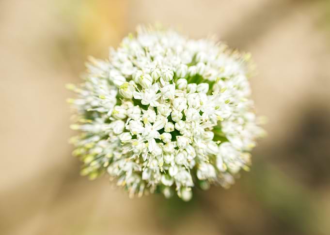 Abstraction about flower