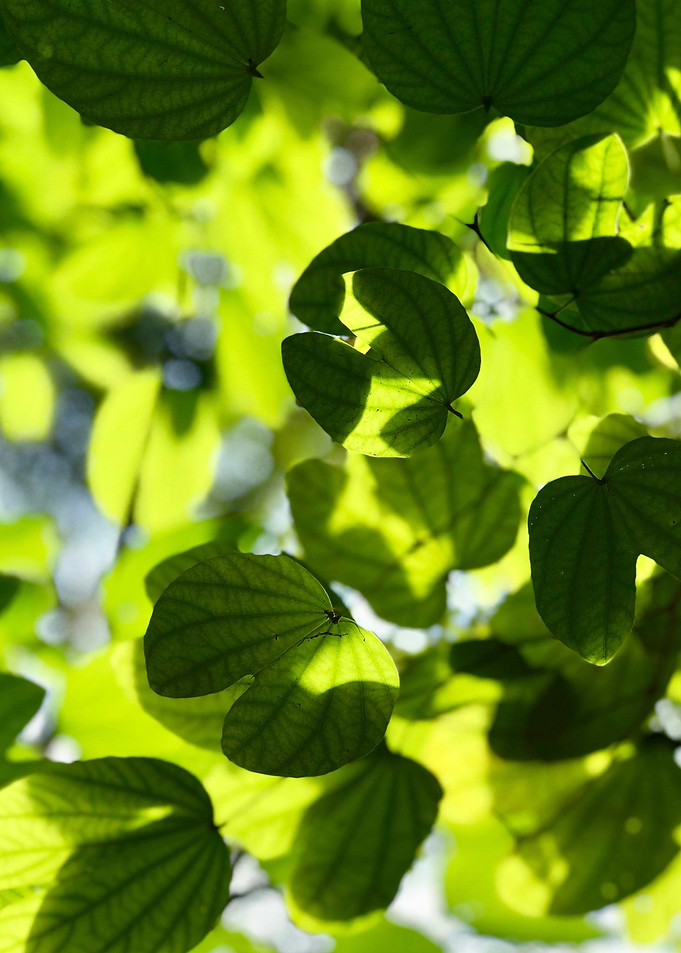 GREEN SUNLIGHT