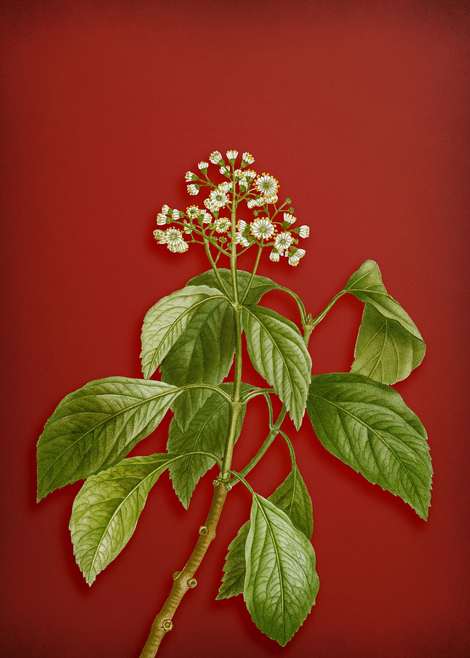 Climbing Hydrangea