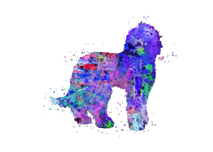 Labradoodle
