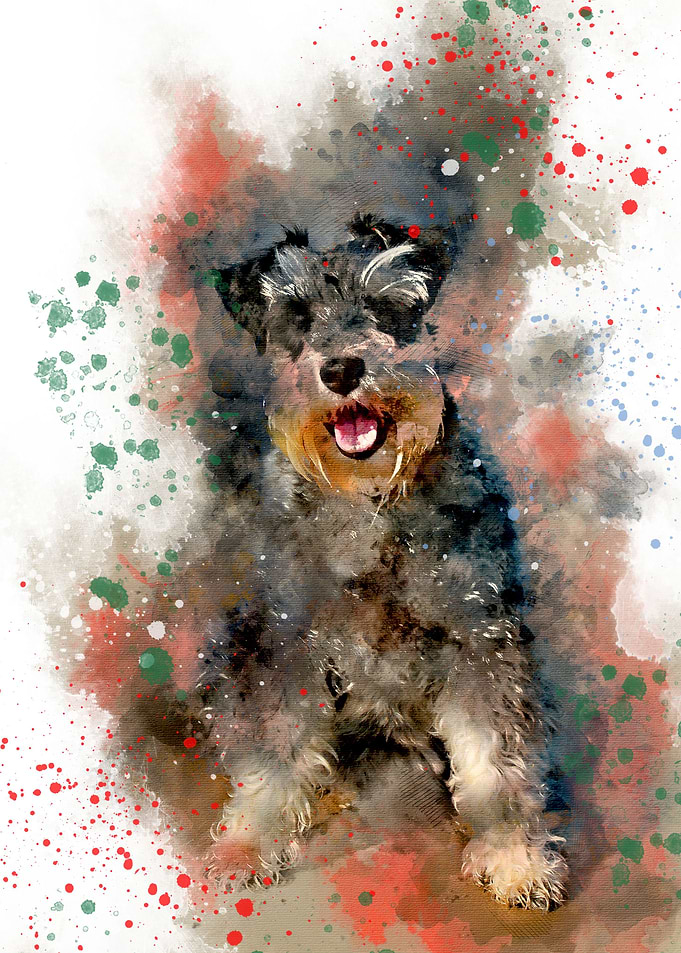 Miniature schnauzer