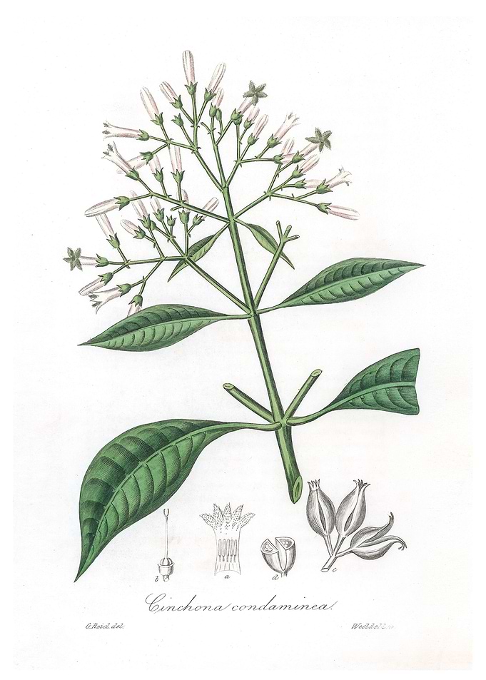 Quinine bark Cinchona