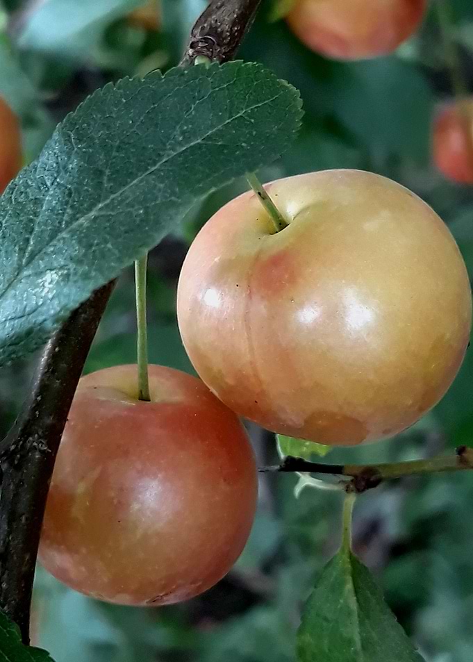 Mirabelle cherry plums
