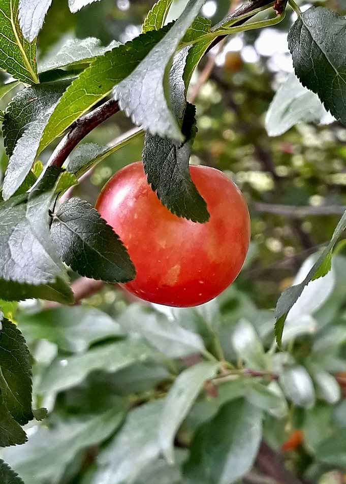 Red Mirabelle cherry plum