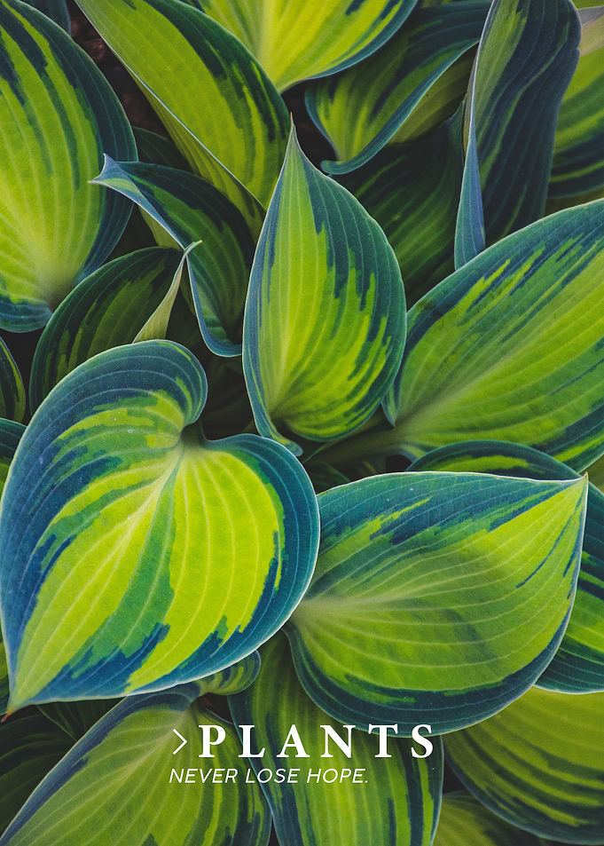 Plants Never Loose Quote