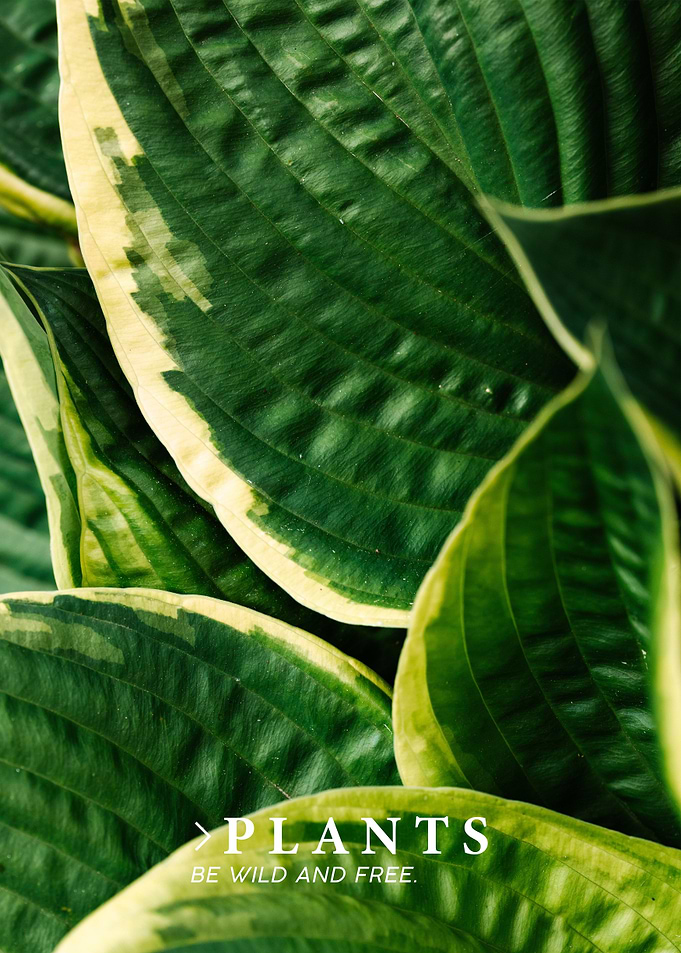 Plants Quote 3