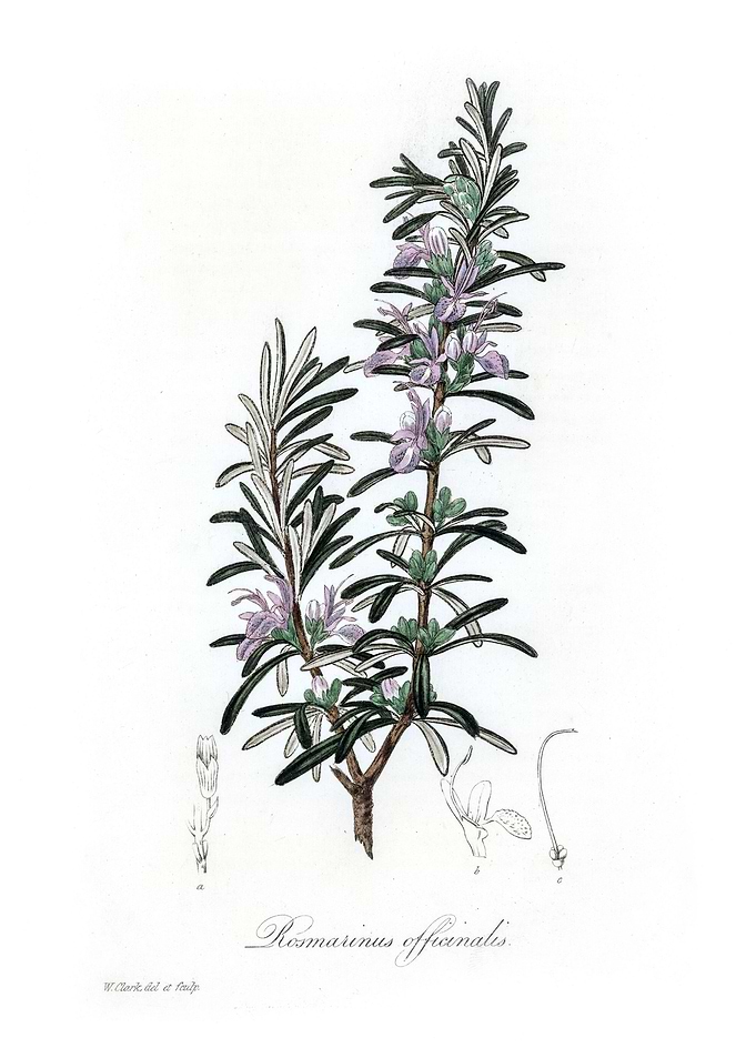 Rosemary Rosmarinus