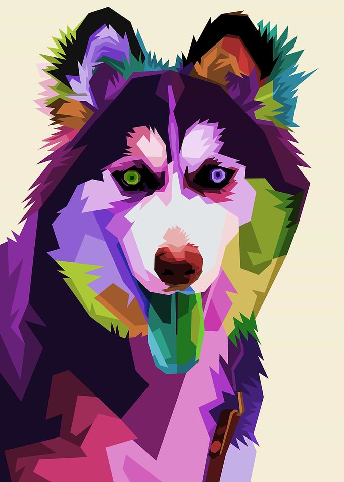 siberian husky dog
