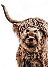 Cute Higland Cattle