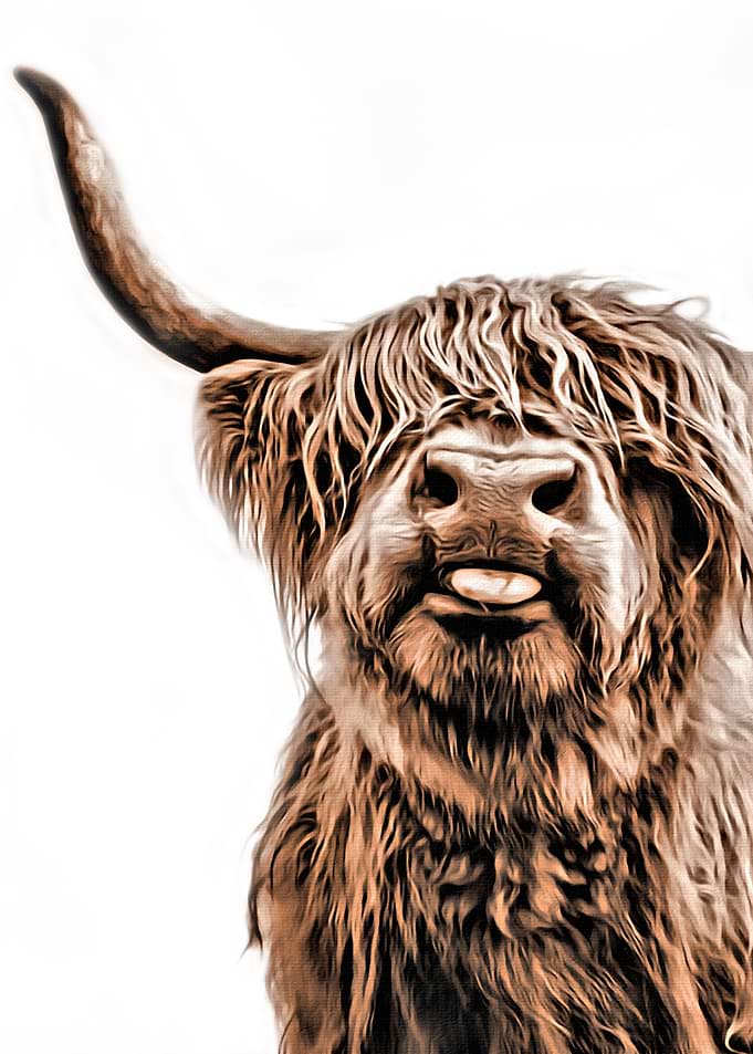 Cute Higland Cattle