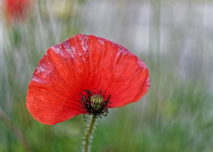 Amazing poppy seed