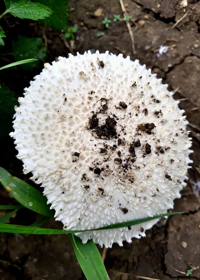 White mushroom