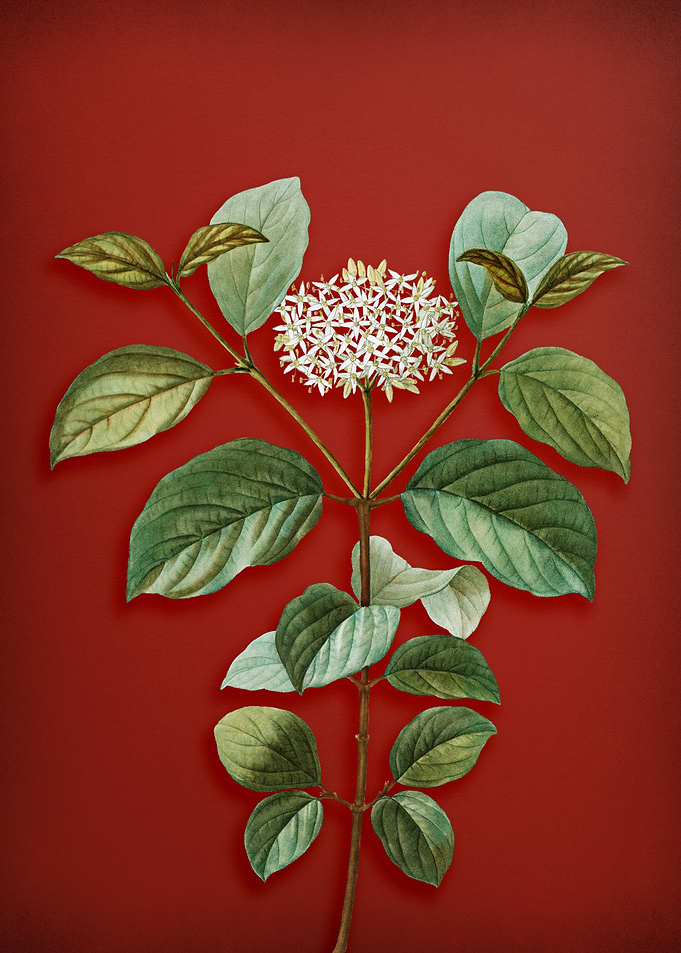 Common Dogwood