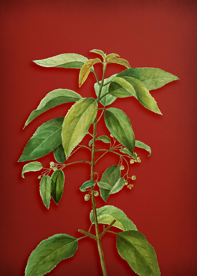 Chilean Wineberry