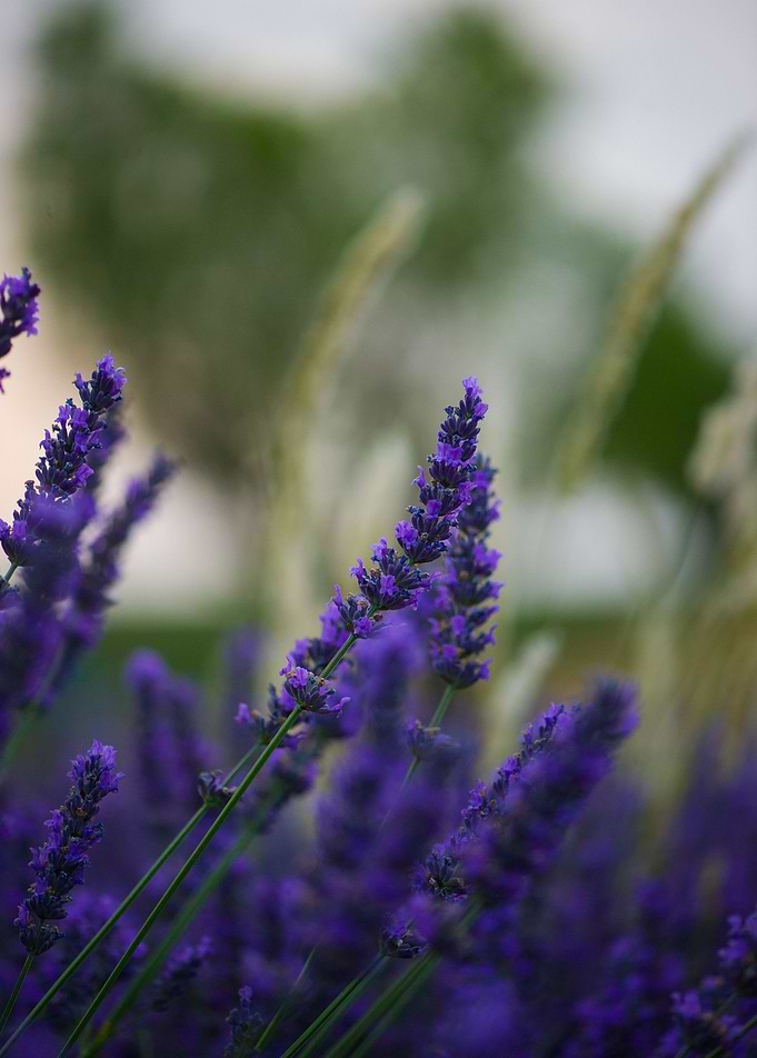 Lavender 3