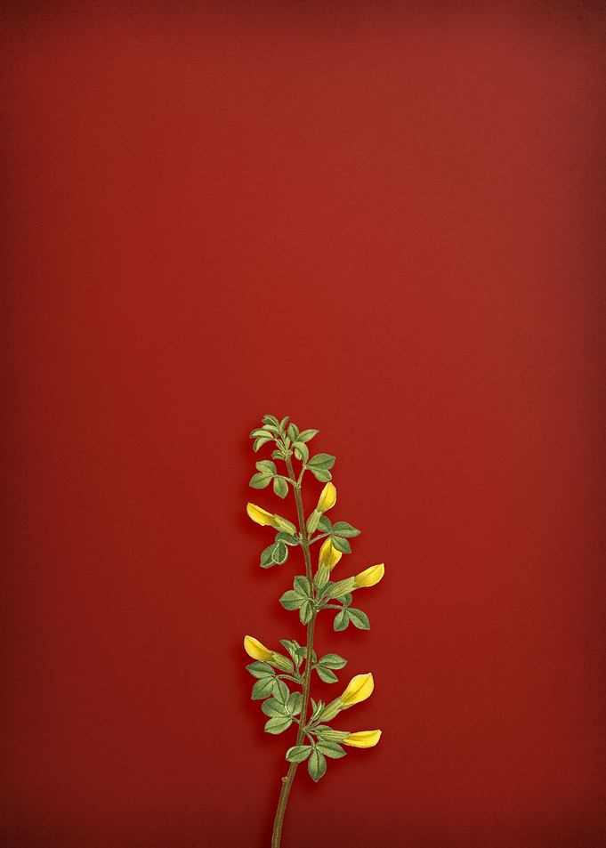 Common Cytisus