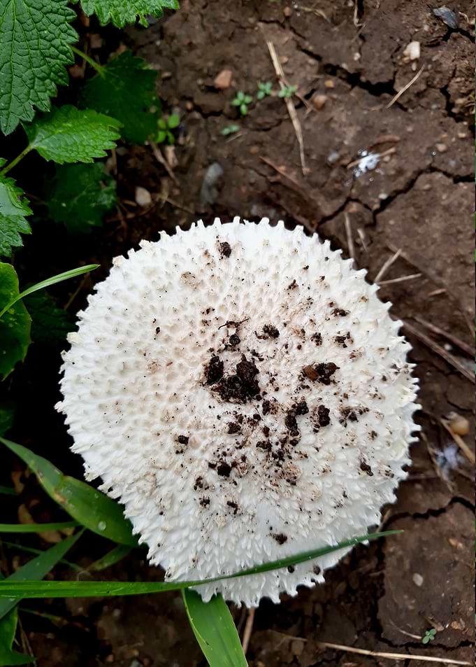 Mushroom