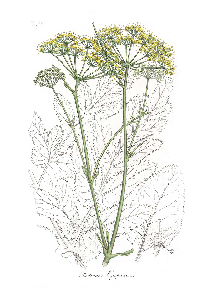 Opobalsam Pastinaca
