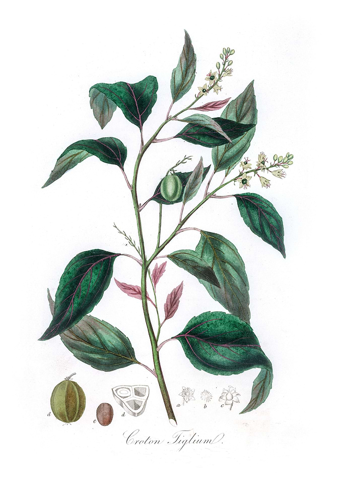 Purging Croton