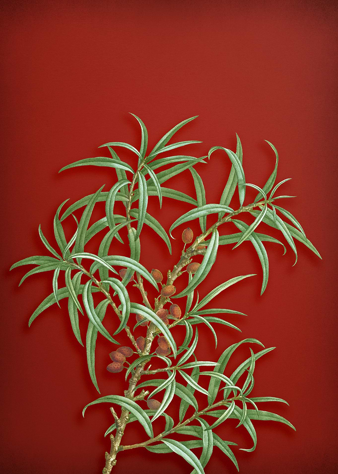 Common Sea Buckthorn