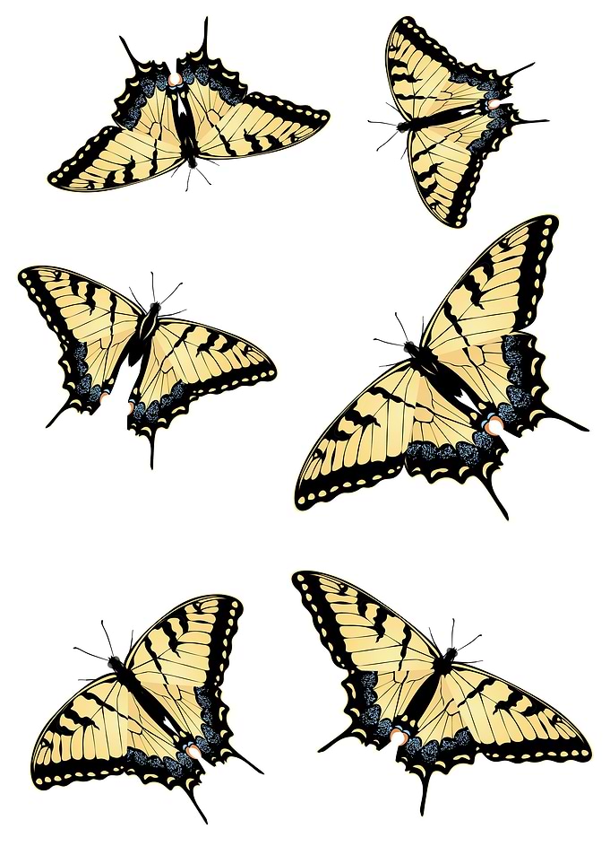 Tiger Swallowtail