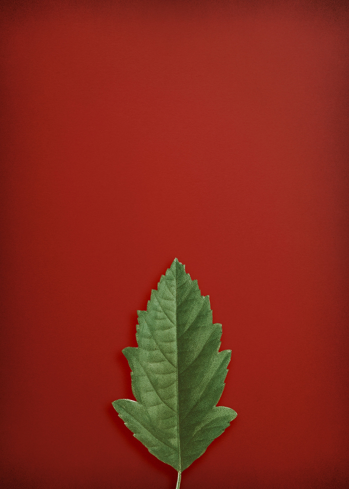 Crabapple on Red