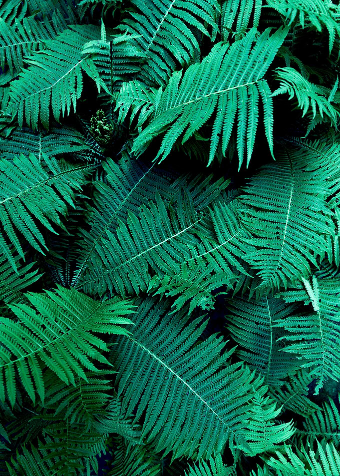 Fern leaves