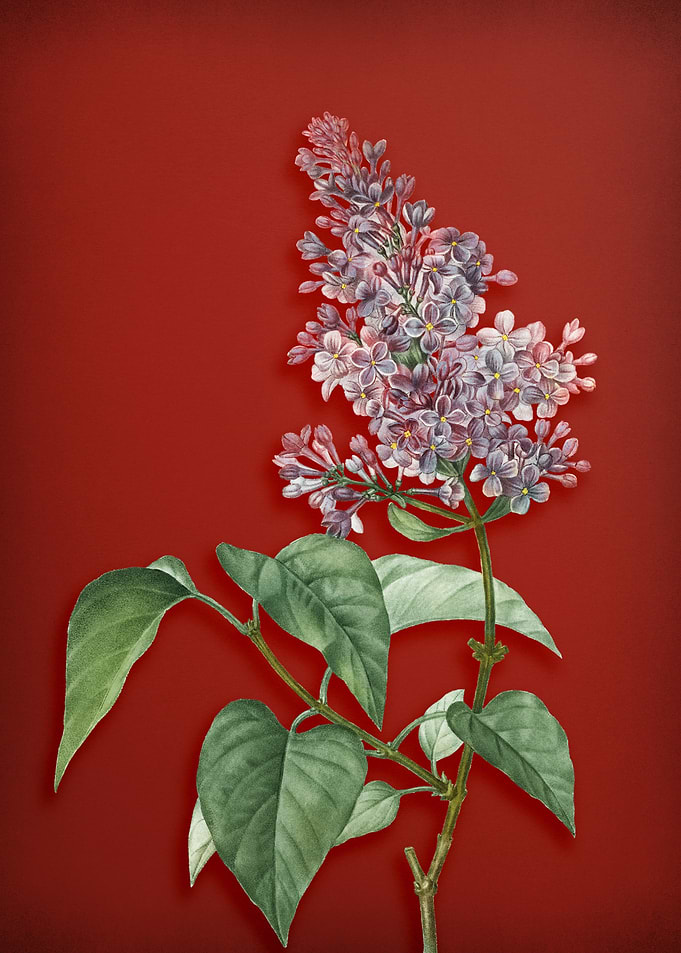 Common Pink Lilac on Red