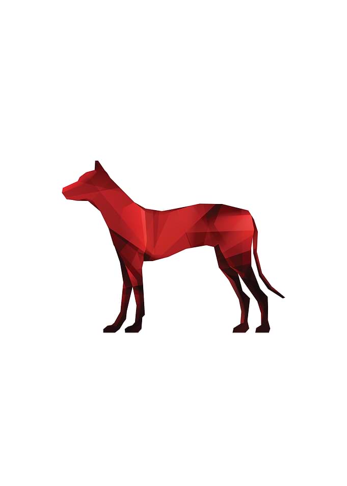 Poly Dog