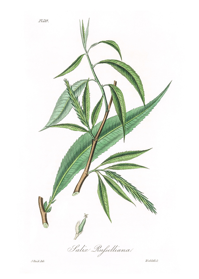 Salix rufselliana