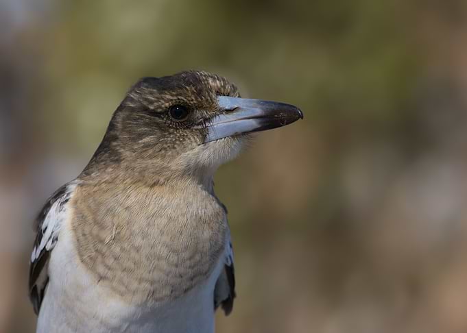 Pied Butcher Bird