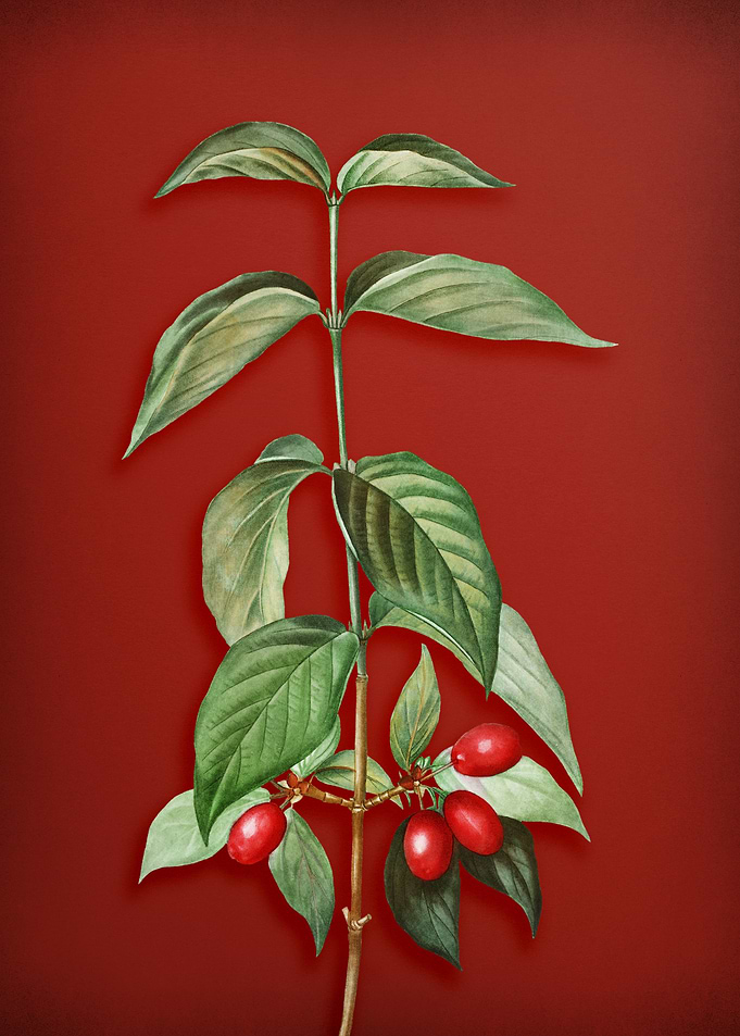 Cornelian Cherry on Red