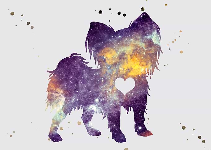 Papilon dog Nebula